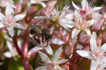 A honey bee, Apis mellifera,  pollinating white Crassula flowers.