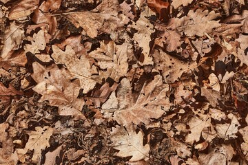 Fallen autumn leaves