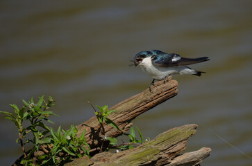 andorinha-do-rio (Tachycineta albiventer)
