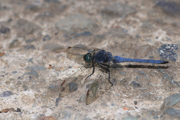 blue dragonfly insect macro photo