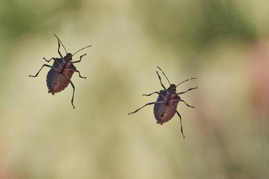 Stink bugs closeup on the window