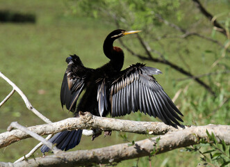Australasian darter bird sitting on a tree branch with its wings spread out