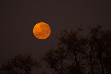 Mashatu Game Reserve“Botsuwana”