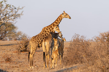 Mashatu Game Reserve“Botsuwana”