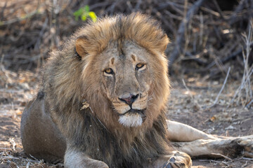 Obraz na płótnie Canvas Mashatu Game Reserve“Botsuwana”