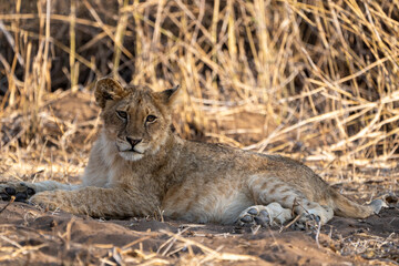 Mashatu Game Reserve“Botsuwana”