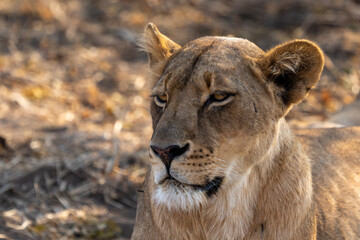 Mashatu Game Reserve“Botsuwana”