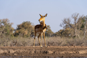 Mashatu Game Reserve“Botsuwana”