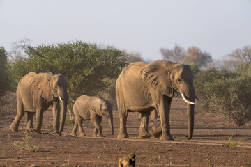 Fototapeta premium Mashatu Game Reserve“Botsuwana”