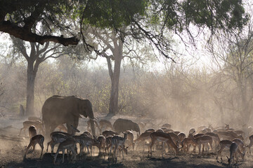 Mashatu Game Reserve“Botsuwana”