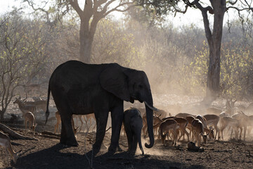 Fototapeta premium Mashatu Game Reserve“Botsuwana”