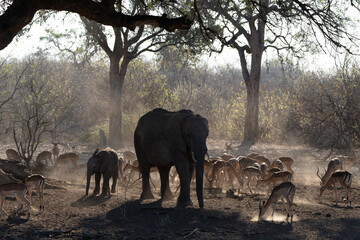 Mashatu Game Reserve“Botsuwana”