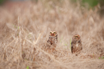casal de coruja-buraqueira (Athene cunicularia)