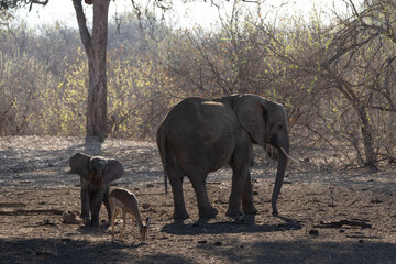 Mashatu Game Reserve“Botsuwana”