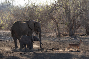 Fototapeta premium Mashatu Game Reserve“Botsuwana”