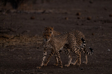 Mashatu Game Reserve“Botsuwana”