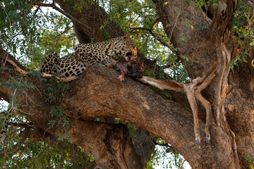 Mashatu Game Reserve“Botsuwana”