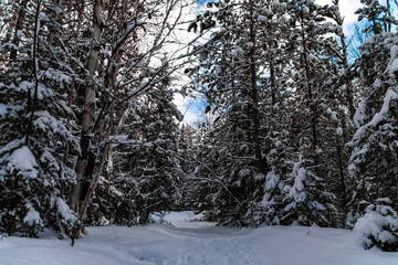 Snowy Pathways After a Fresh Snowfall