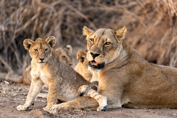 Obraz na płótnie Canvas Mashatu Game Reserve“Botsuwana”