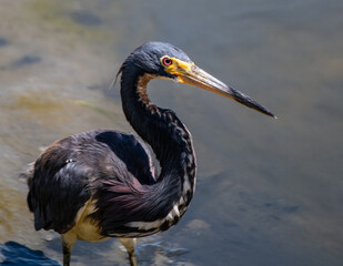 Heron in the WIld