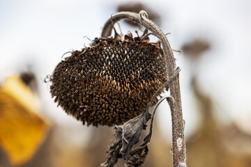 autumn fading sunflower field