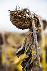 autumn fading sunflower field