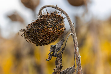 autumn fading sunflower field