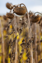 autumn fading sunflower field