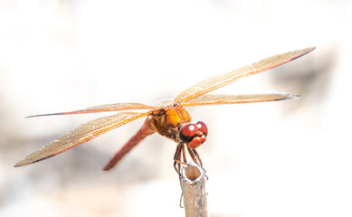 Red Dragonfly on a Stick