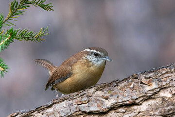 Carolina Wren perched on a branch.