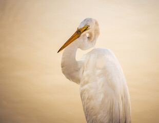 Heron in the WIld