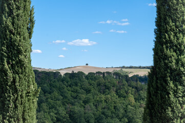 Fototapeta na wymiar tree on a hill in italy