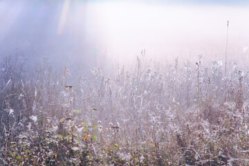 Autumn foggy landscape