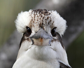 Close up portrait of a laughing kookaburra bird