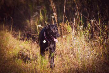 Dogs Playing in the Woods