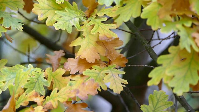 Wet Oak leaves closeup - Common Oak tree branch, Quercus robur yellow leaves in the rain