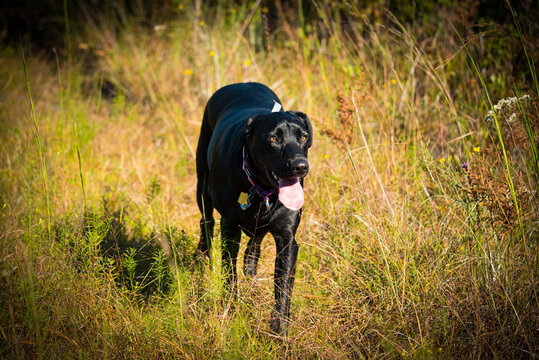 Dogs Playing in the Woods