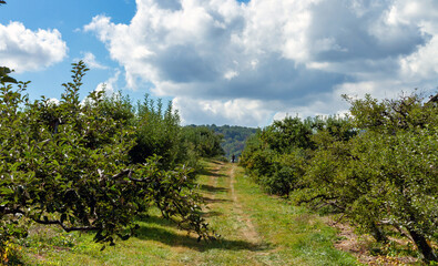 apple orchard in the blue ridge mountains