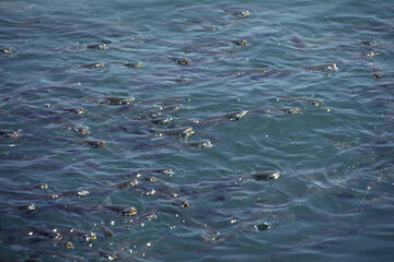 水面の餌をとるボラ　ボラの群れ