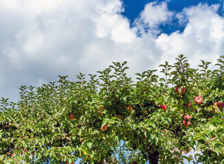Fototapeta na wymiar apples on a branch