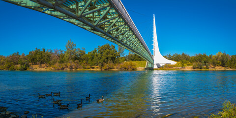 Wild animals and geese in Sacramento River in autumn, under Sundial Bridge in Redding, Northern...