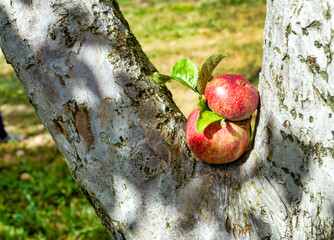 apples in a tree