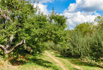 orchard in the summer