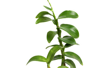 Green orchid leaves on white background with copyspace