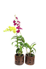 Beautiful yellow and purple orchid flowers on the pot. Isolated on white background