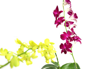 Beautiful yellow and purple orchid flowers. Isolated on white background with copyspace