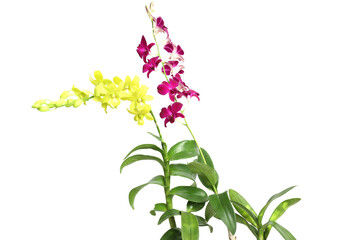 Beautiful yellow and purple orchid flowers. Isolated on white background with copyspace