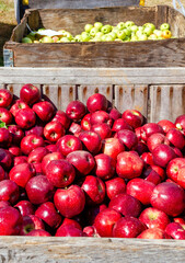 red apples in the market