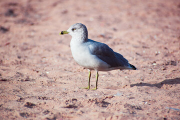 seagull on the beach