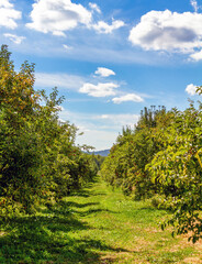 Fototapeta na wymiar landscape with sky and clouds and orchard